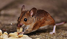 Find Exterminators in Pend Oreille County